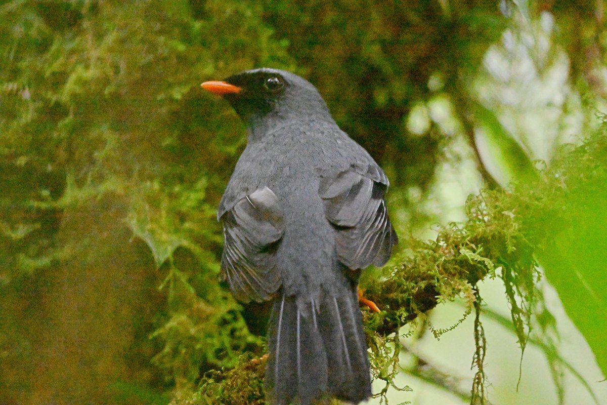 Black-faced Solitaire - ML618127341
