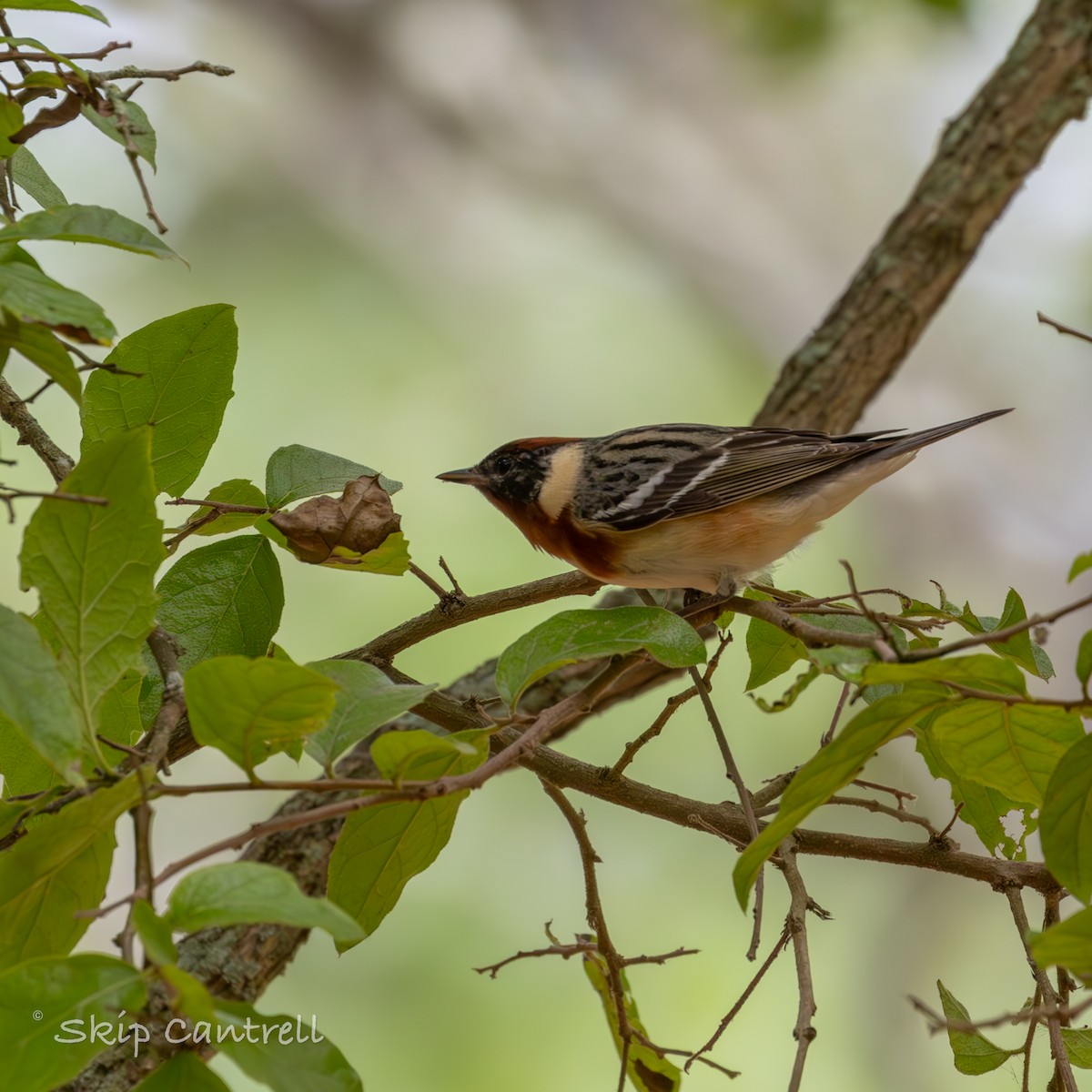 Bay-breasted Warbler - ML618127369