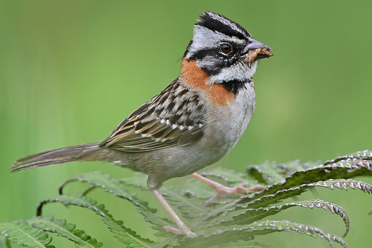 Rufous-collared Sparrow - ML618127383