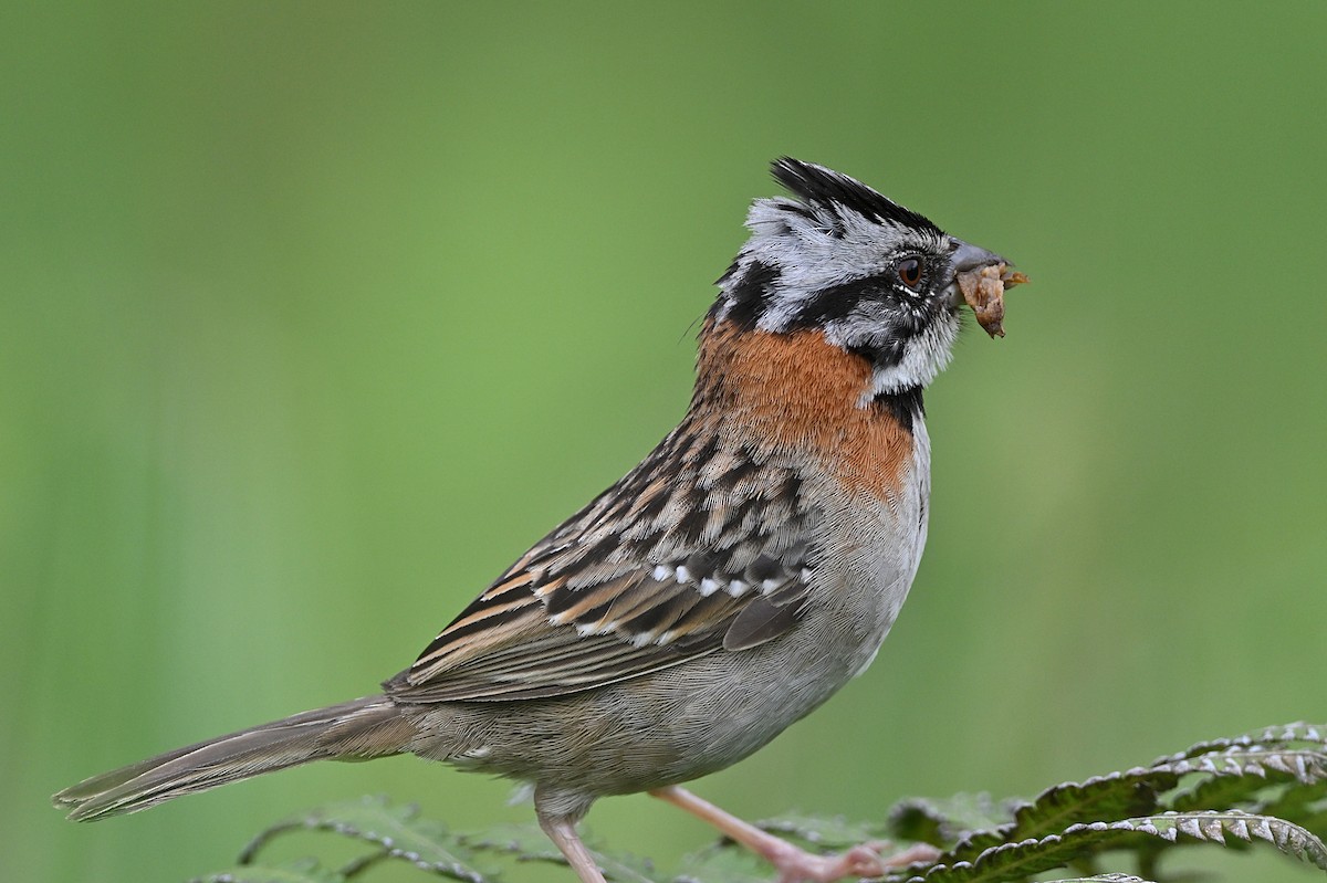 Rufous-collared Sparrow - André Lanouette