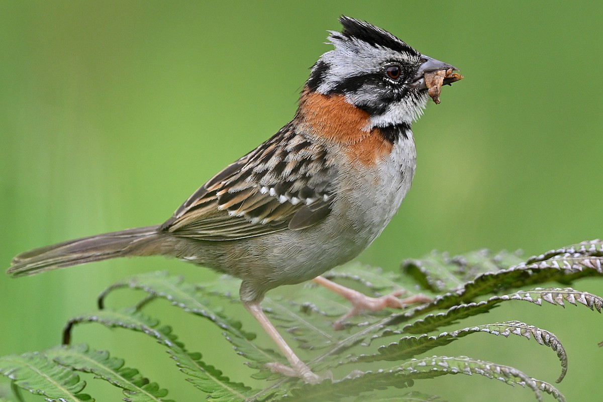 Rufous-collared Sparrow - André Lanouette
