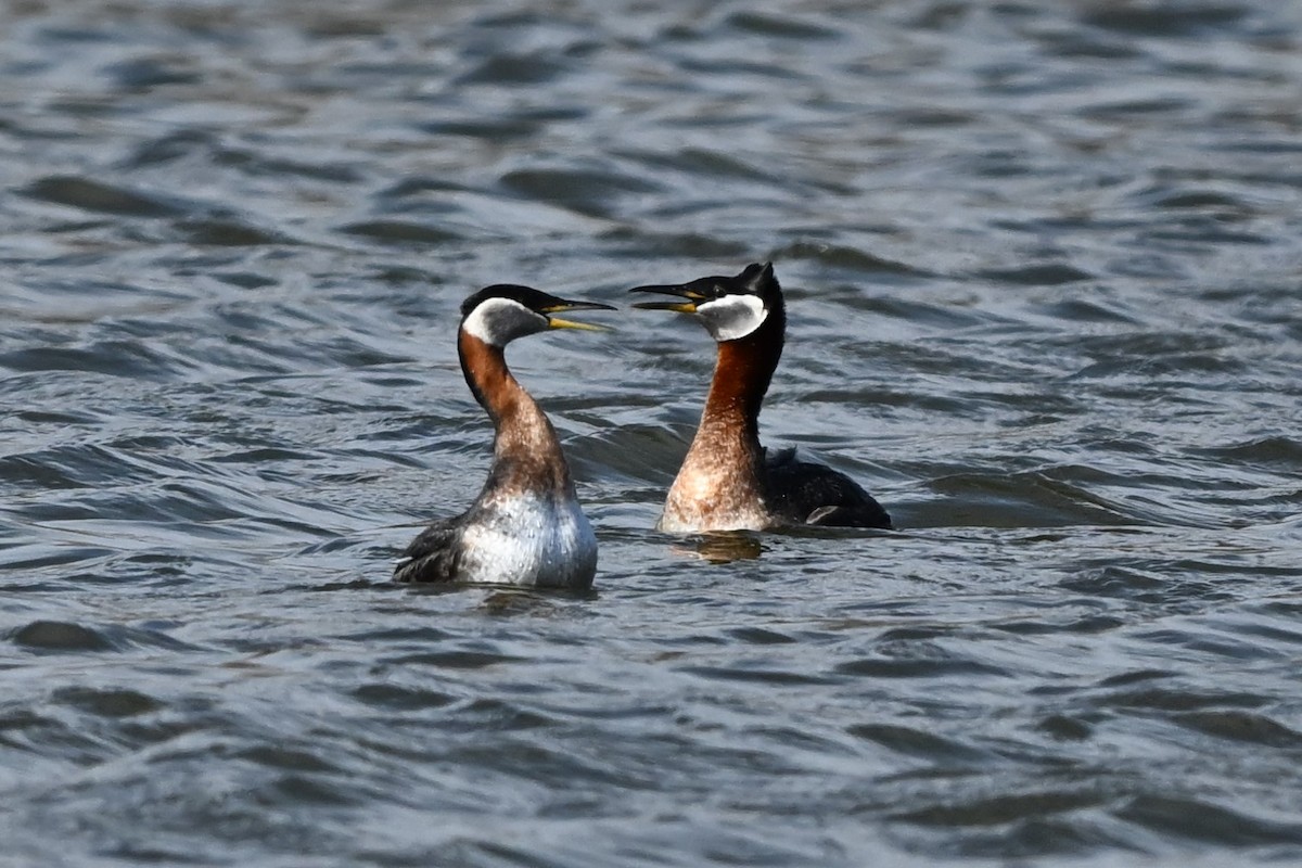 Red-necked Grebe - ML618127412
