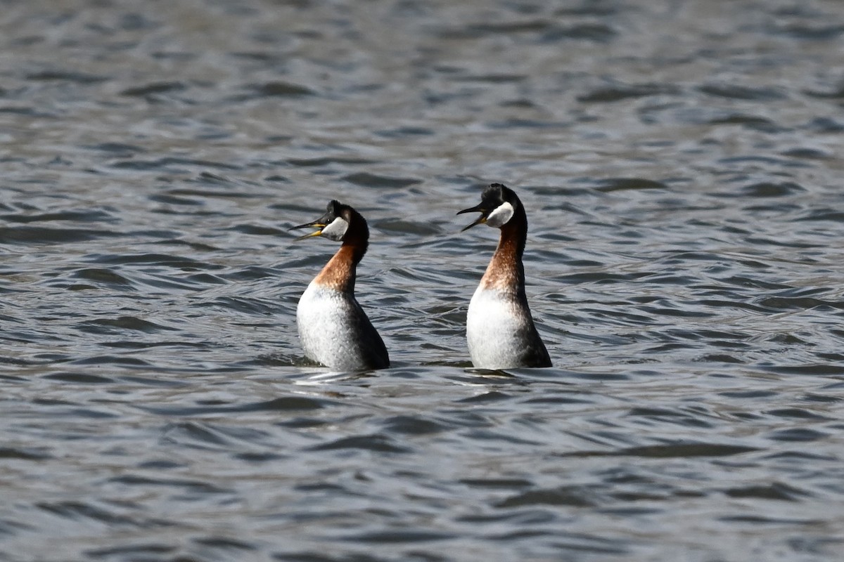 Red-necked Grebe - ML618127413