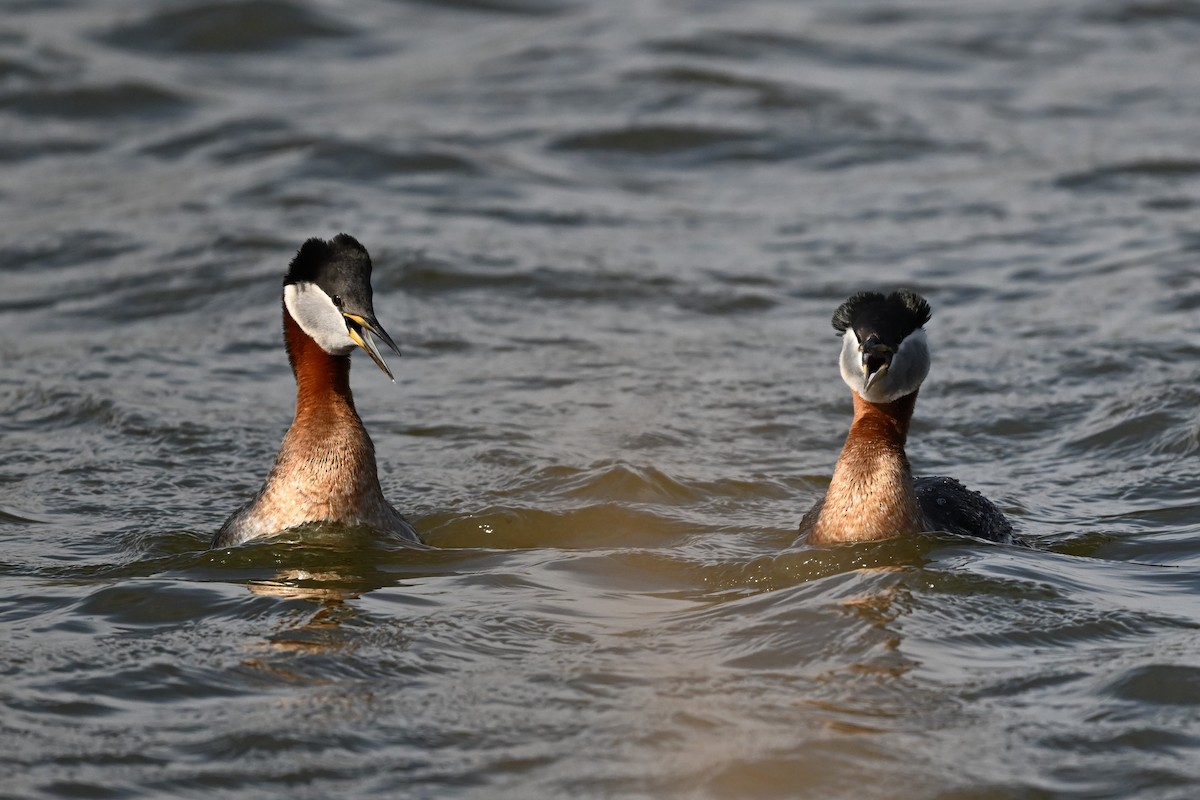 Red-necked Grebe - ML618127415