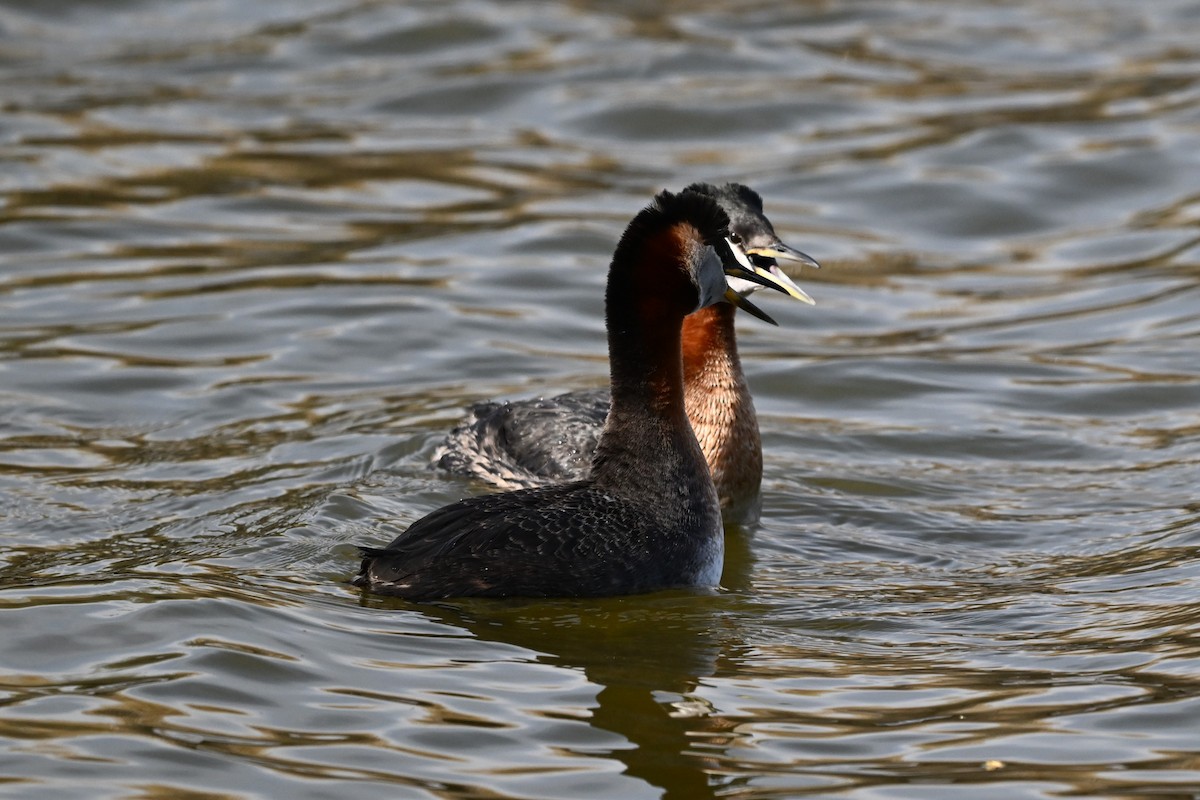 Red-necked Grebe - ML618127416