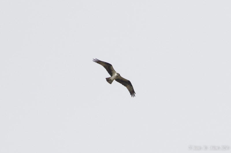 Águila Pescadora - ML618127418