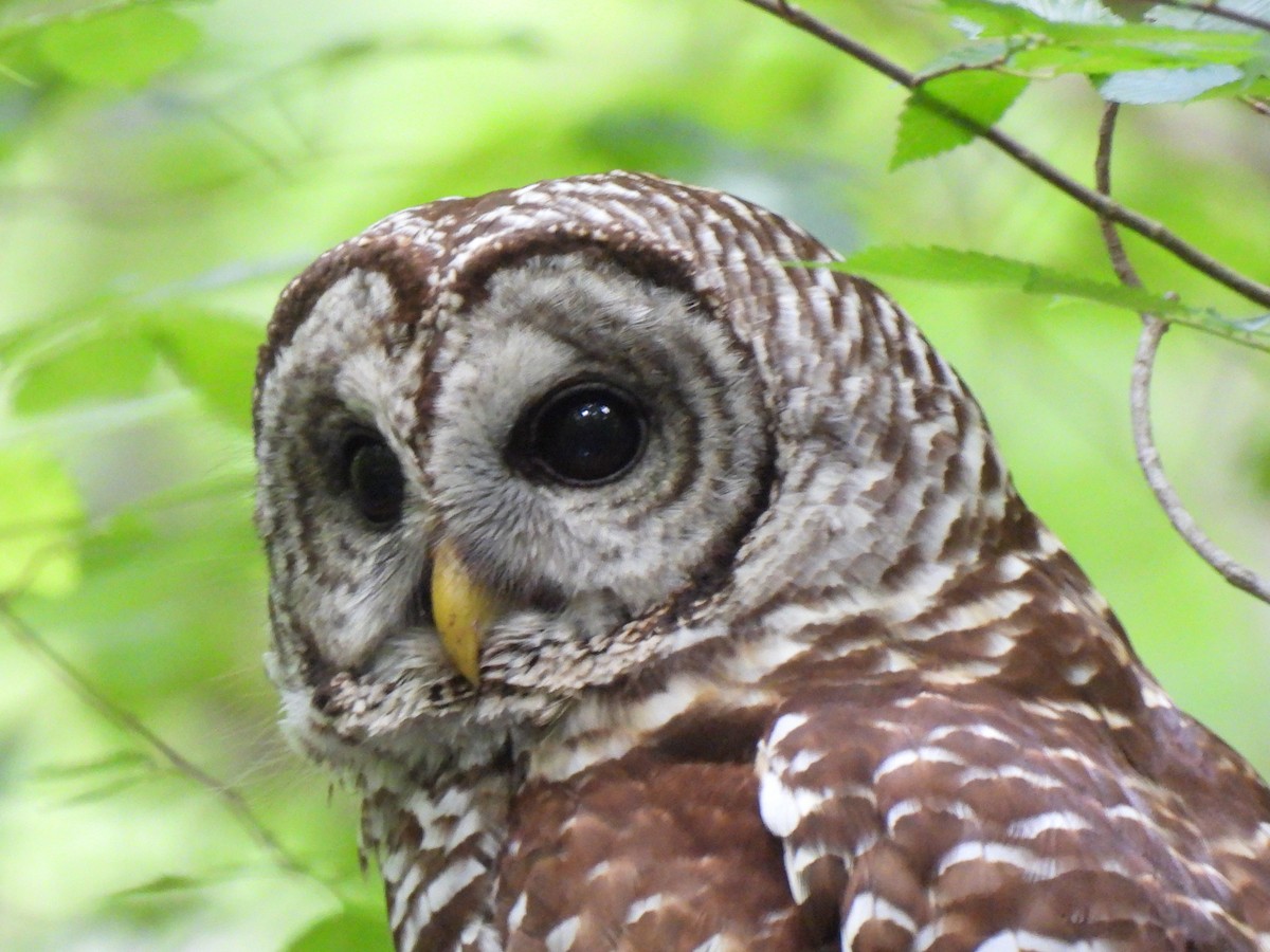 Barred Owl - ML618127431