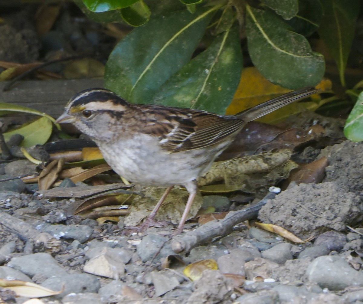 White-throated Sparrow - ML618127526