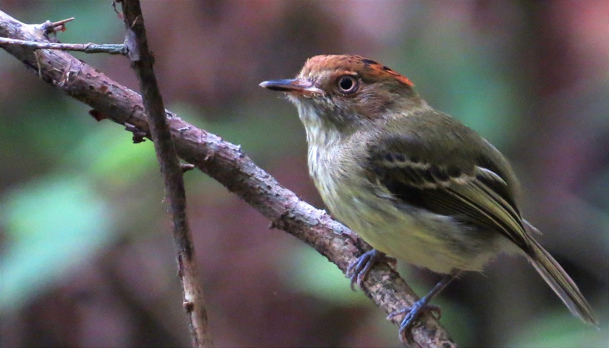 Scale-crested Pygmy-Tyrant - Anderson León Natera