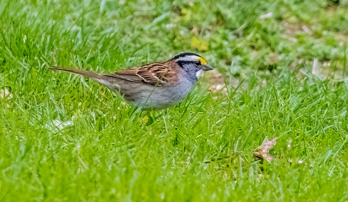 White-throated Sparrow - Garry  Sadler
