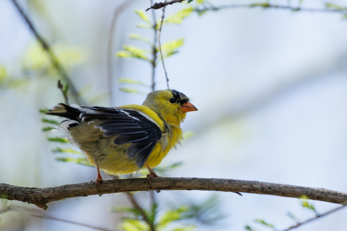American Goldfinch - Kyle Smith