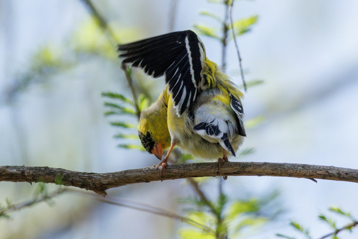American Goldfinch - Kyle Smith