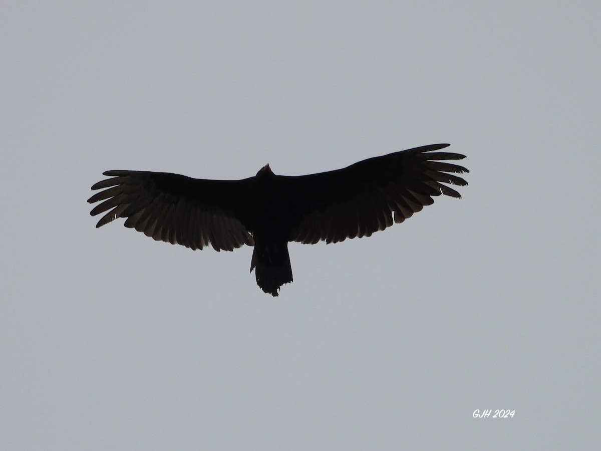 Turkey Vulture - George Halmazna