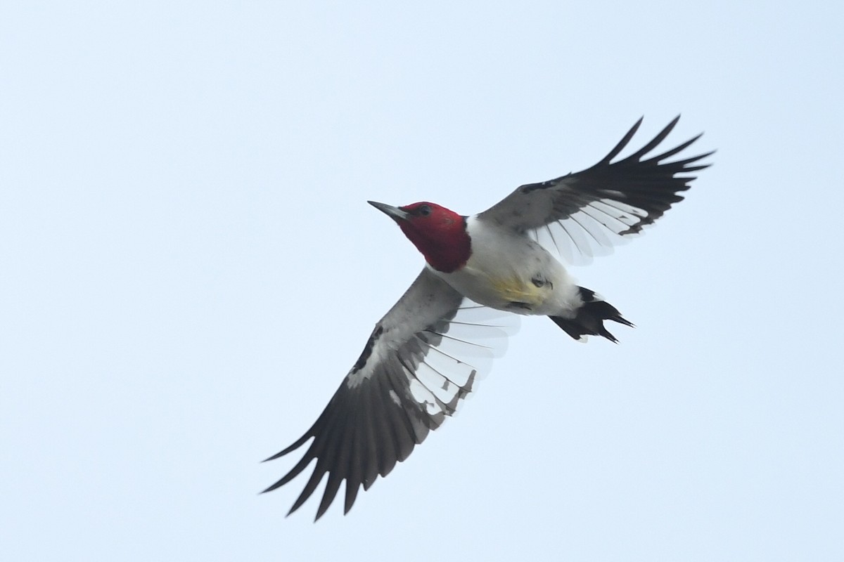 Red-headed Woodpecker - Kiah R. Jasper