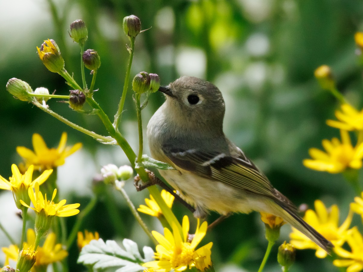 Ruby-crowned Kinglet - Kyle Smith