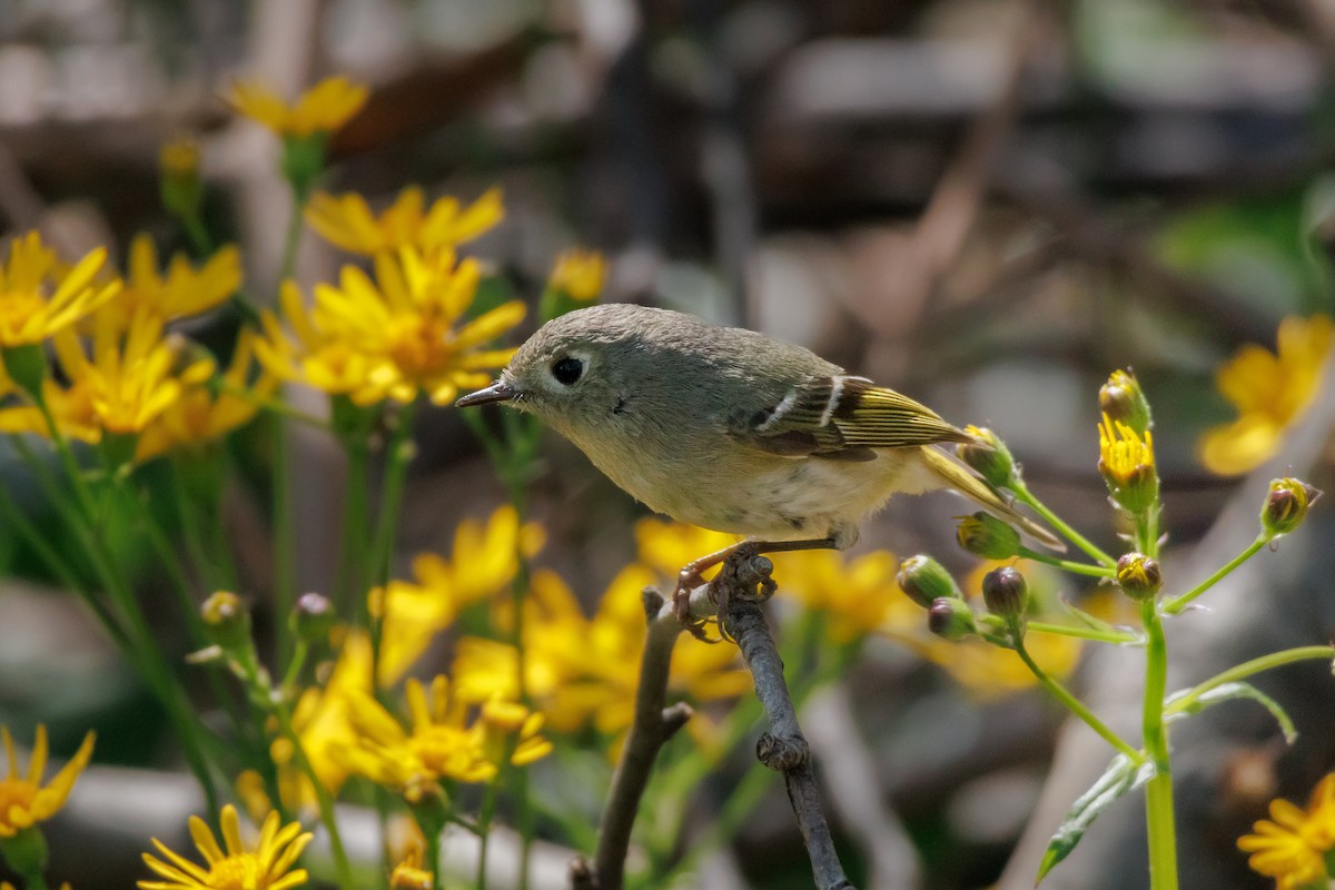 Ruby-crowned Kinglet - Kyle Smith