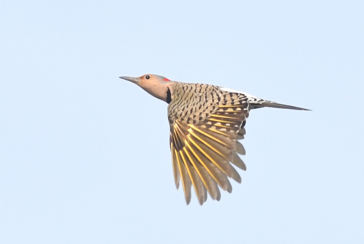 Northern Flicker (Yellow-shafted) - ML618127703