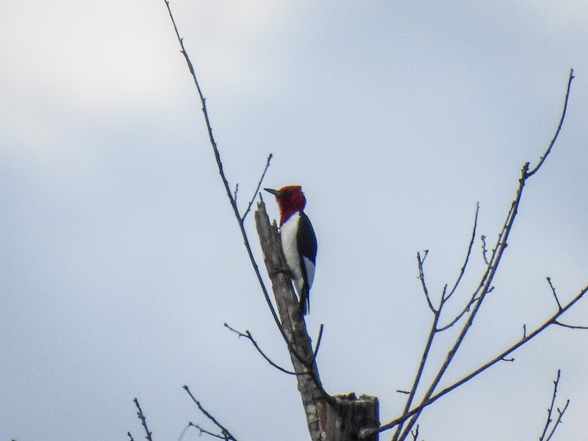 Red-headed Woodpecker - Jeff&Jenn Joffray