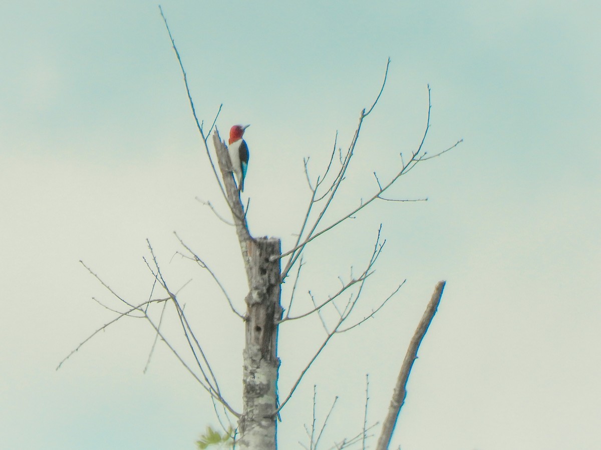 Red-headed Woodpecker - Jeff&Jenn Joffray