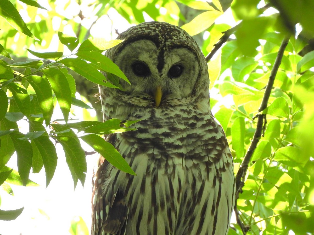 Barred Owl - ML618127733
