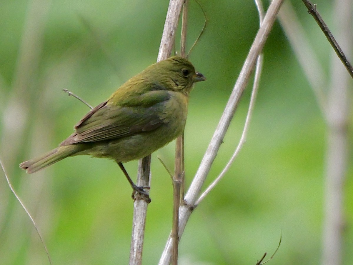 Painted Bunting - ML618127740