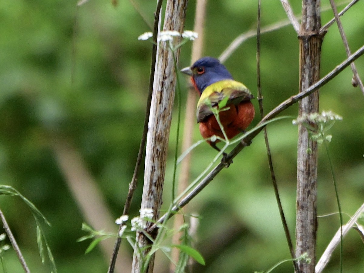 Painted Bunting - ML618127741