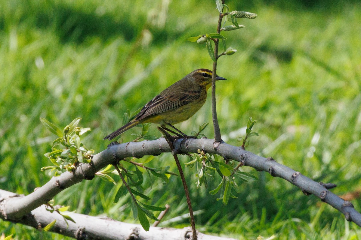 Palm Warbler - Kyle Smith