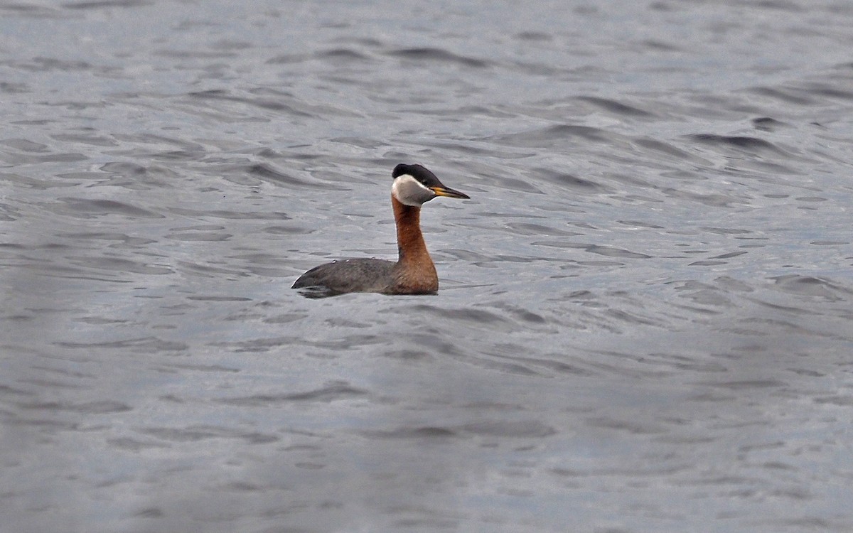 Red-necked Grebe - ML618127767