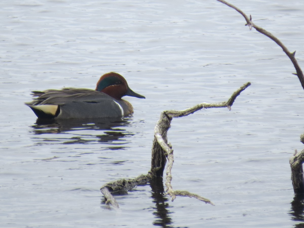 Green-winged Teal - ML618127809
