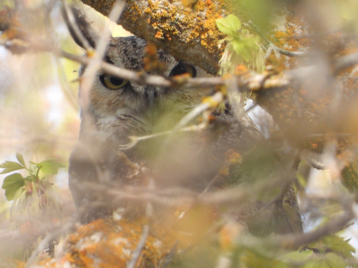 Great Horned Owl - Tom Wuenschell