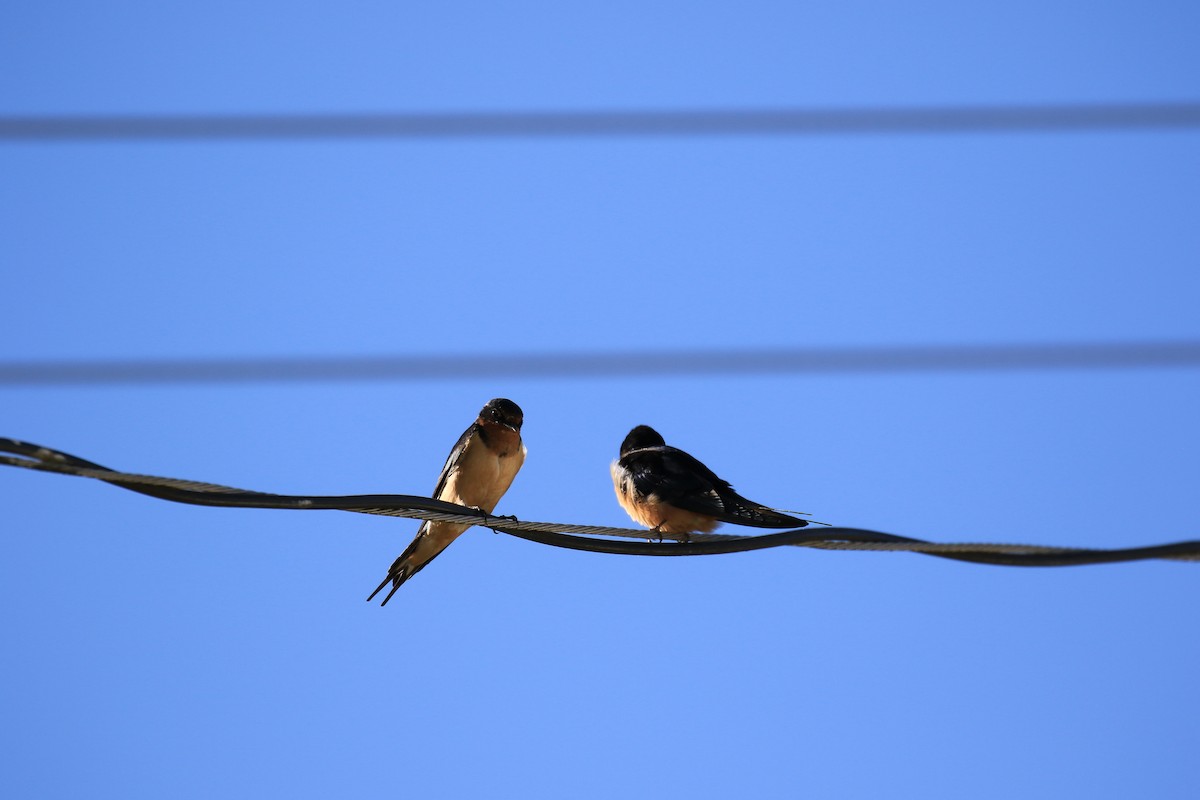 Barn Swallow - Laurel Ironside
