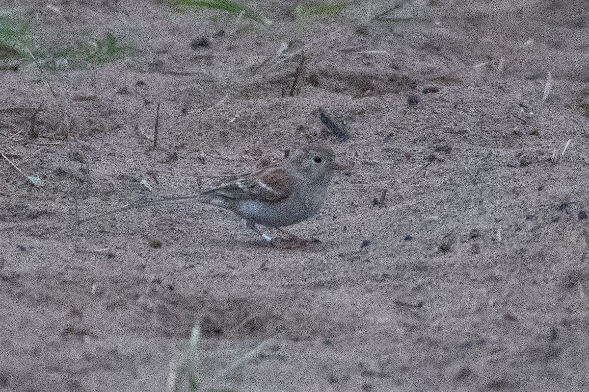 Field Sparrow - Isaac Boardman
