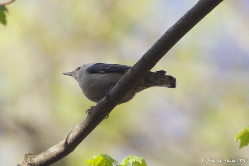 White-breasted Nuthatch - ML618127863