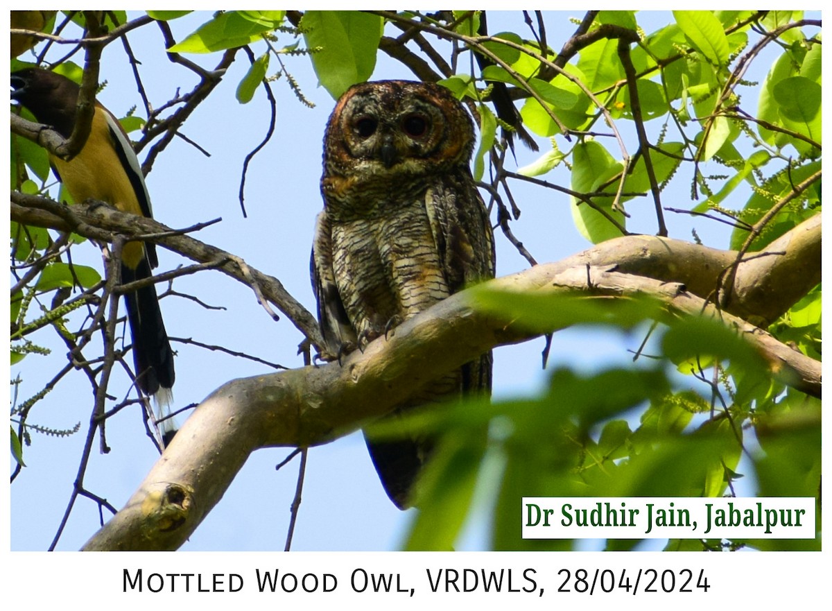 Mottled Wood-Owl - ML618127915