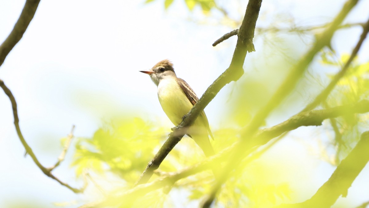 Great Crested Flycatcher - Emily Gambone
