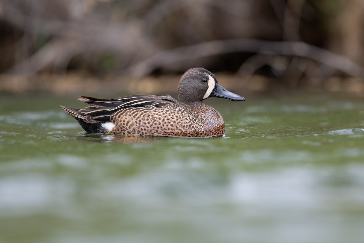 Blue-winged Teal - ML618127926