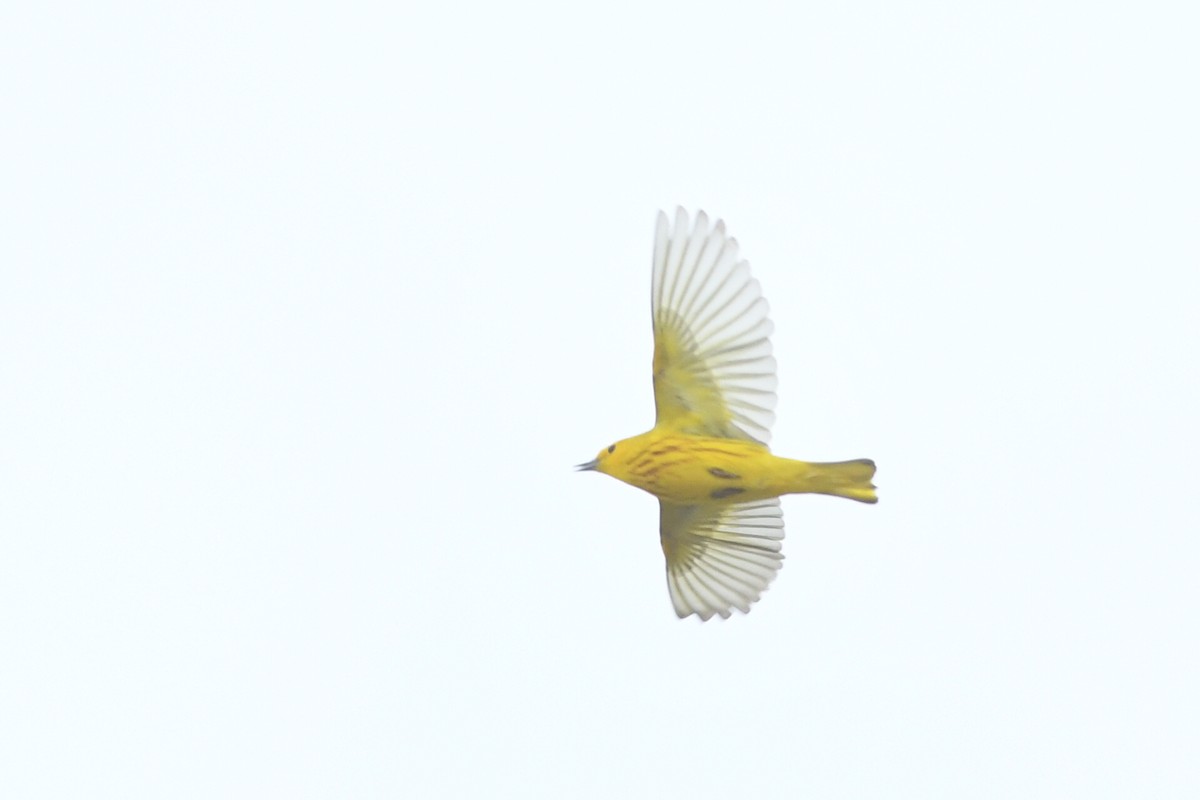 Yellow Warbler - Kiah R. Jasper