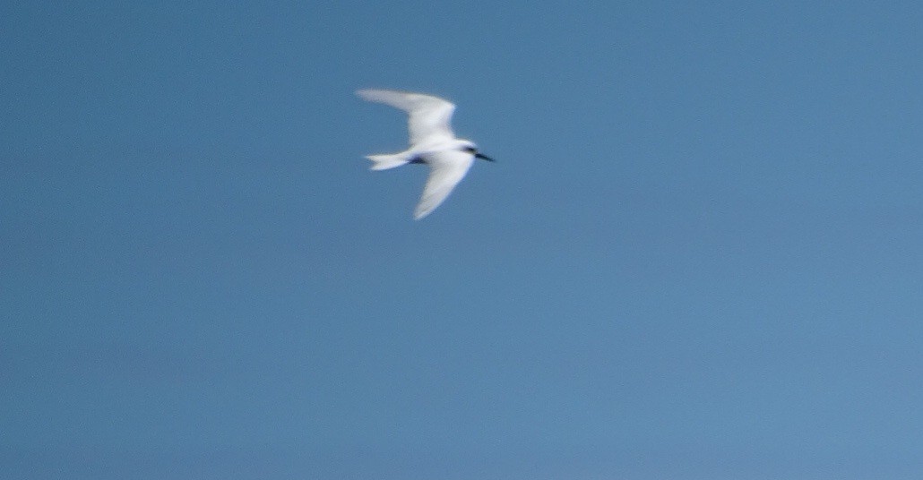 White Tern - ML618128005