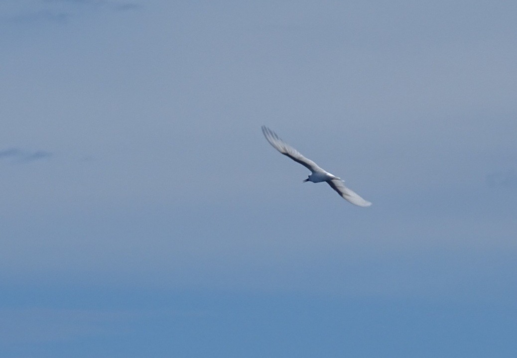 White Tern - ML618128006