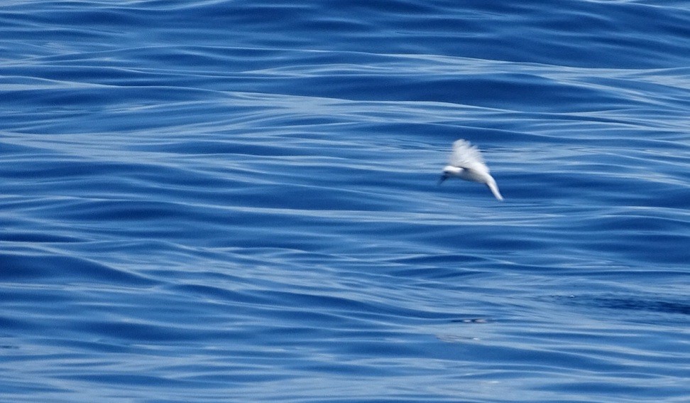 White Tern - ML618128007