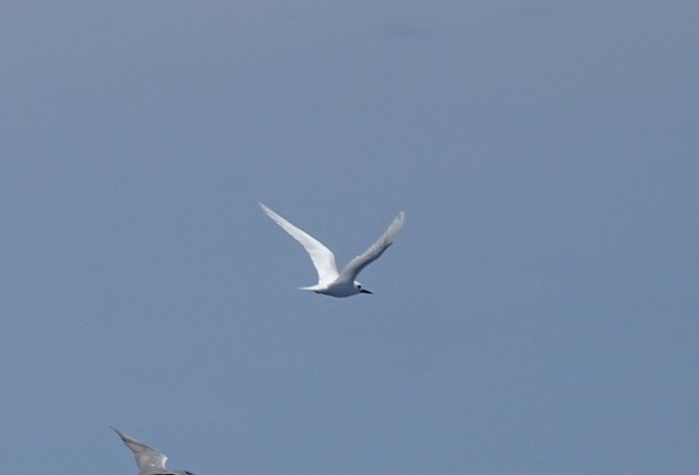 White Tern - ML618128008