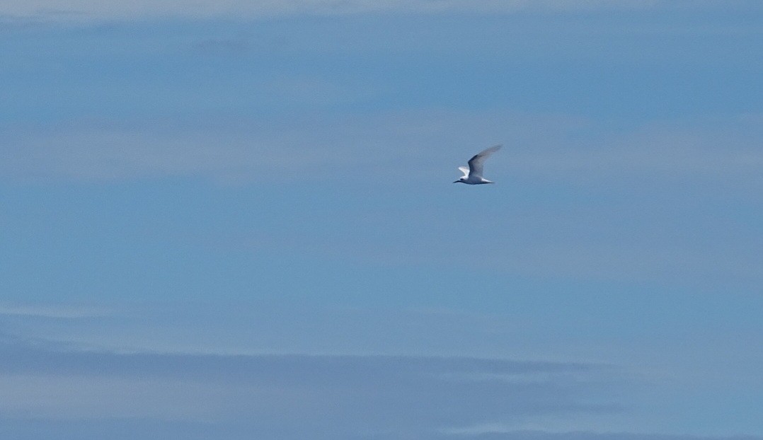 White Tern - ML618128009