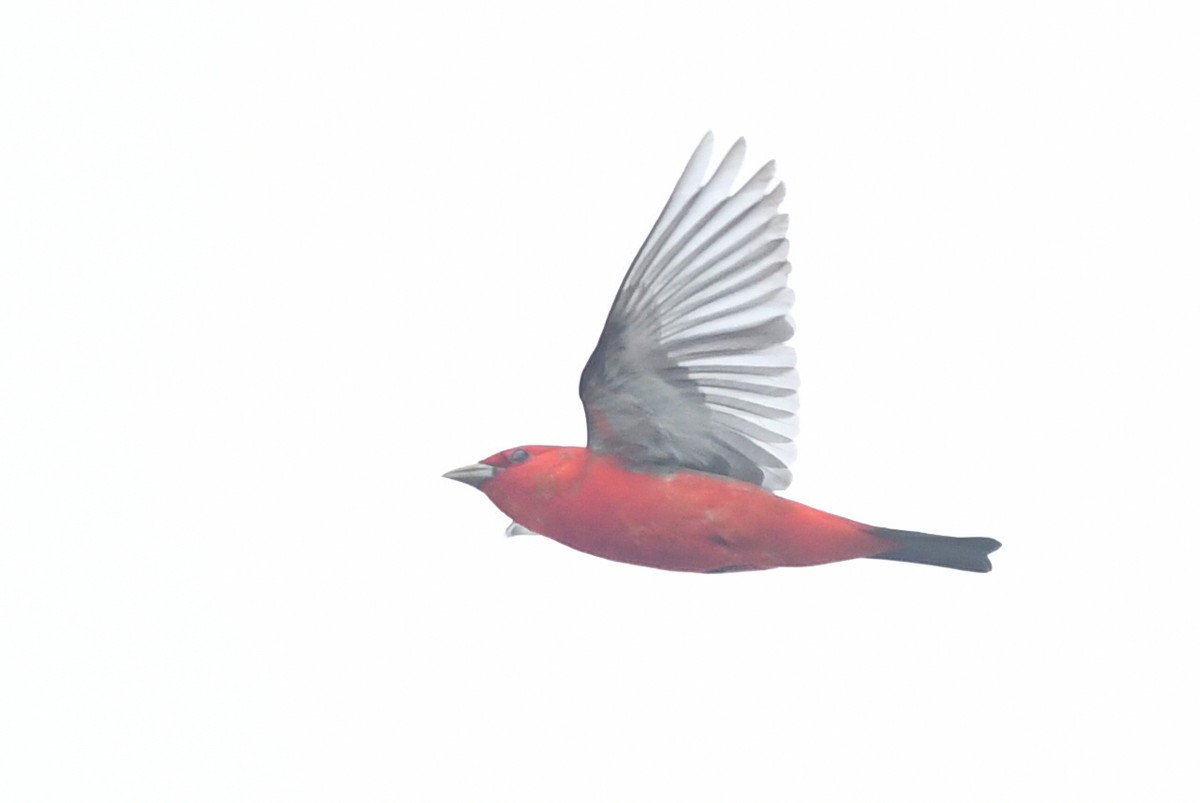 Scarlet Tanager - ML618128021