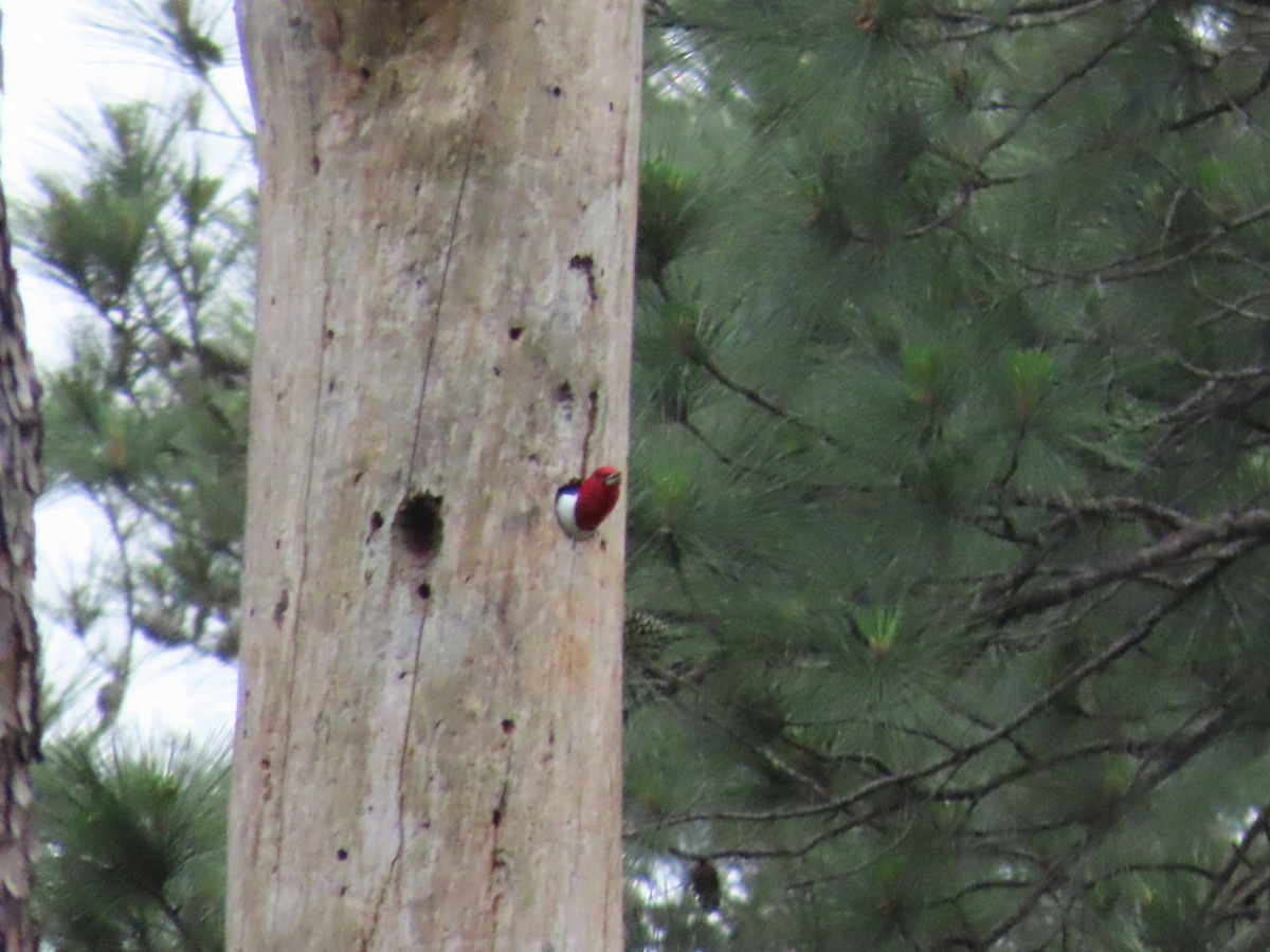 Red-headed Woodpecker - ML618128026