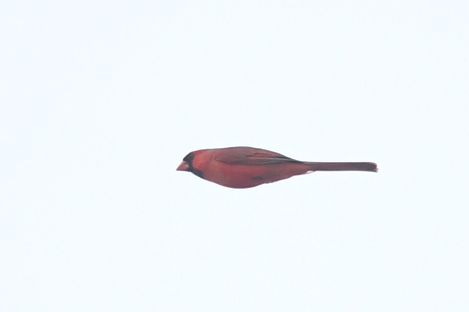 Northern Cardinal - Kiah R. Jasper