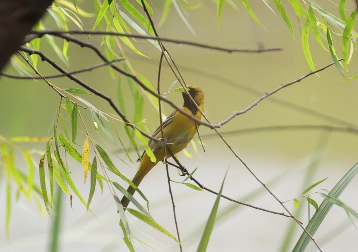 Orchard Oriole - ML618128031