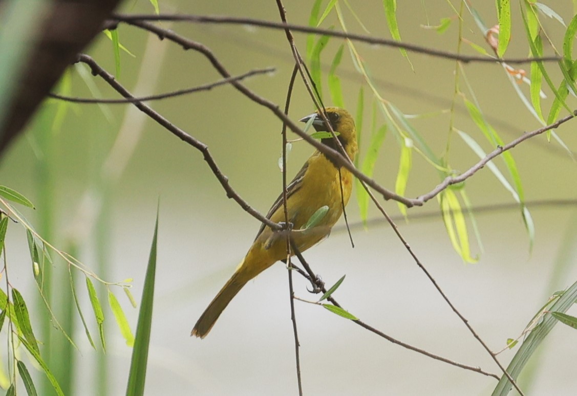 Orchard Oriole - ML618128033
