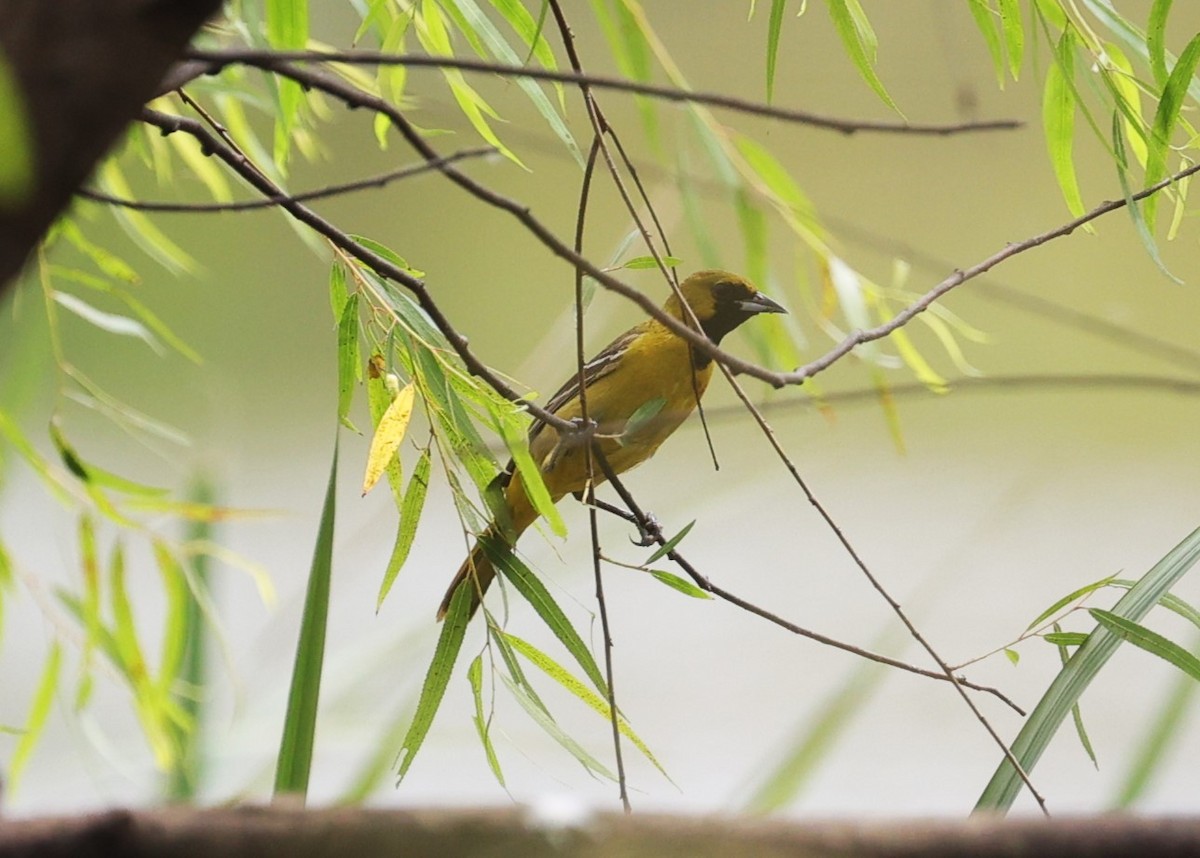 Orchard Oriole - ML618128036