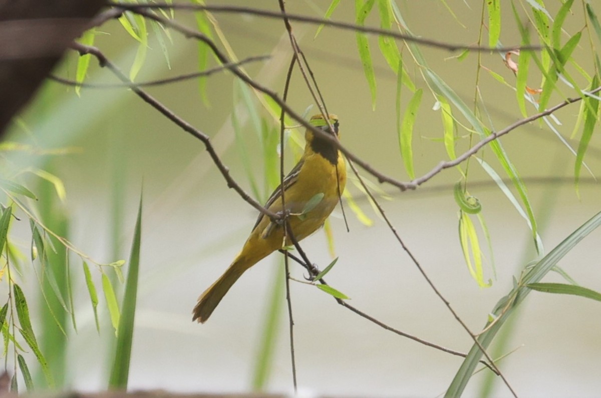 Orchard Oriole - ML618128038