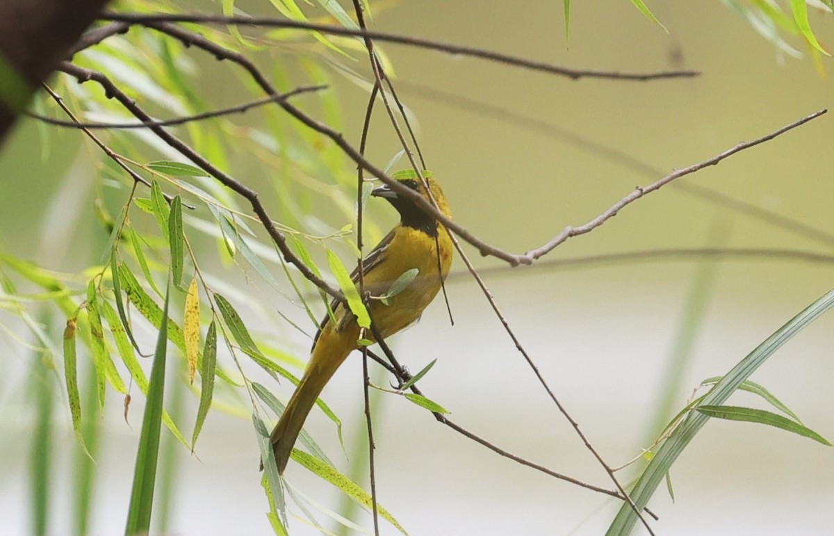 Orchard Oriole - ML618128039